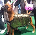 Boxer - R&G's 'Rocketman'