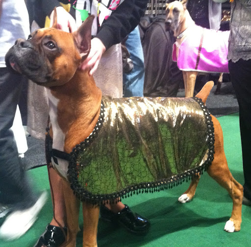 Boxer - R&G's 'Rocketman'