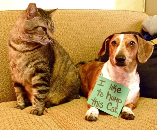 [dog-shaming-bad-12%255B2%255D.jpg]
