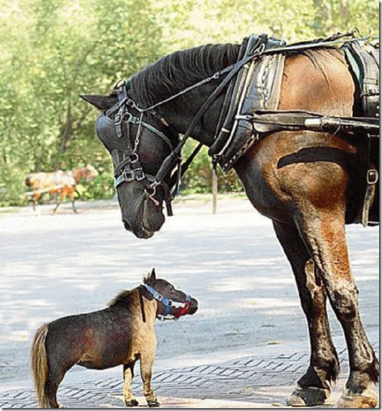 animals-mini-me-17