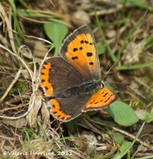 [38-small-copper%255B2%255D.jpg]