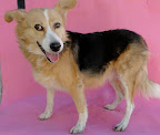 KIKINA. Hembra adulta. Tímida, tranquila, cariñosa, dominante con perros pero sociable