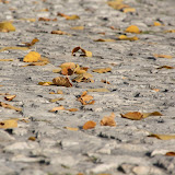 Quite strange to be back in the fall season for the third time in 2011.