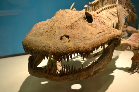 NaturalHistory_7