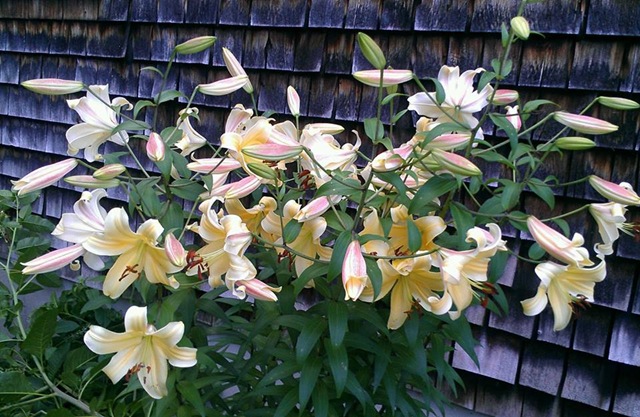 [yellow%2520lilies%2520in%2520front%2520of%2520house%25207.2013%255B3%255D.jpg]