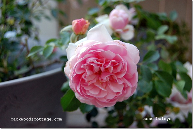 DSC_0001 DSC_0001