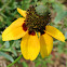Clasping Coneflower
