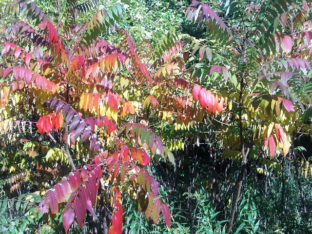 [IMG00232-20101010-1629%255B4%255D.jpg]
