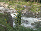 Path to Old Manali