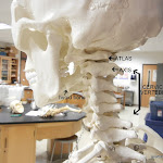 hyoid_atlas_labeled.JPG