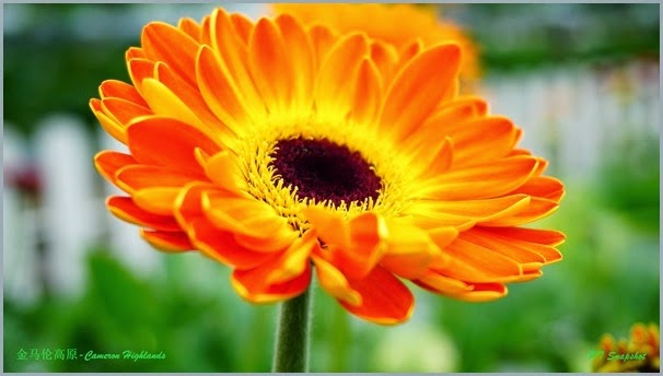 非洲菊花 非洲菊花
