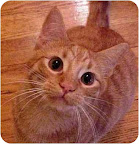 Prince William, from Chicago. This playful kitty loves his orange brother Harry and would be happiest if adopted with him. William and Harry are very bonded and love to play with each other. See link to his info at end of blog. Prince William, from Chicago. This playful kitty loves his orange brother Harry and would be happiest if adopted with him. William and Harry are very bonded and love to play with each other. See link to his info at end of blog.
