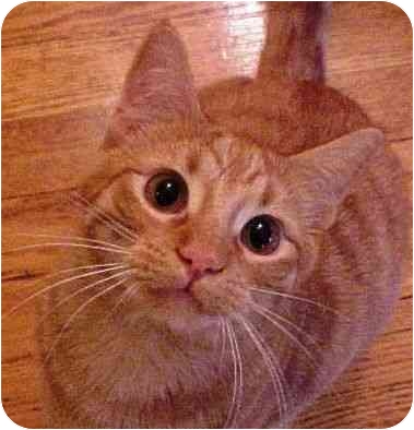 Prince William, from Chicago. This playful kitty loves his orange brother Harry and would be happiest if adopted with him. William and Harry are very bonded and love to play with each other. See link to his info at end of blog. Prince William, from Chicago. This playful kitty loves his orange brother Harry and would be happiest if adopted with him. William and Harry are very bonded and love to play with each other. See link to his info at end of blog.