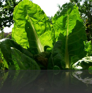 huerta huerta