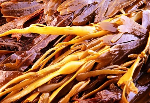 [brown-seaweed%255B4%255D.jpg]