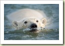 stock-photo-19632634-swimming-polar-bear
