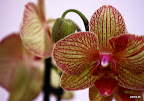 orchidea.jpg