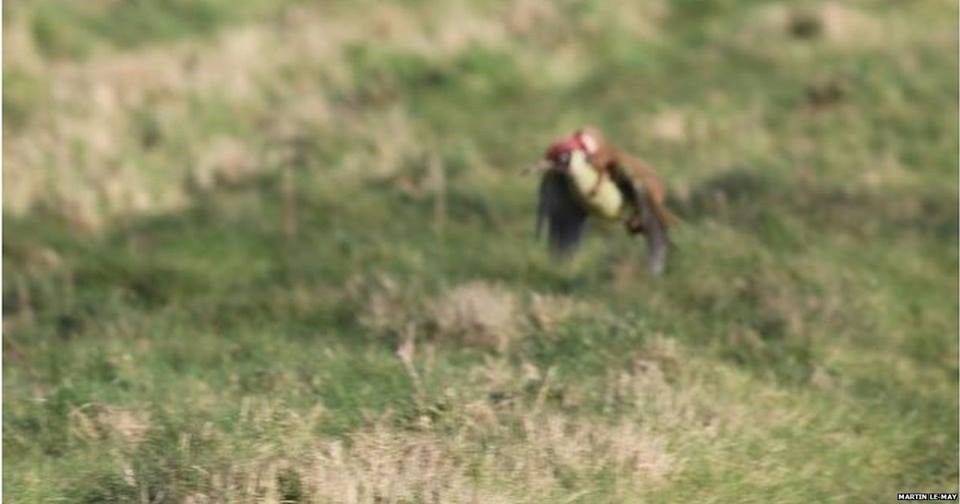 [doninha_04%255B3%255D.jpg]