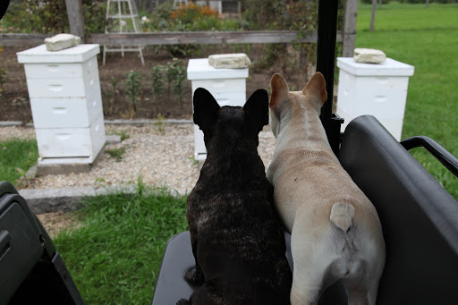 Hey honeybees!  Gather all the nectar and pollen you need before Hurricane Irene gets here.  We wouldn't want you little things to blow away in her fierce winds.  Be safe and stay in your hives!