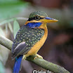 Cestnut-collared kingfisher-04.jpg