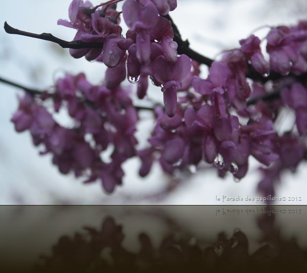 IMG_0863 IMG_0863