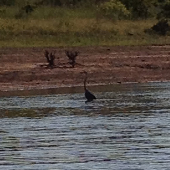 Spotting Image 1
