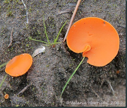 51-orange-peel-fungi