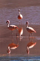 [568]_D3_-_Parque_Eduardo_Avaroa_-_Laguna_Colorada_-_Flamingos_(phoenicoparrus_jamesi)