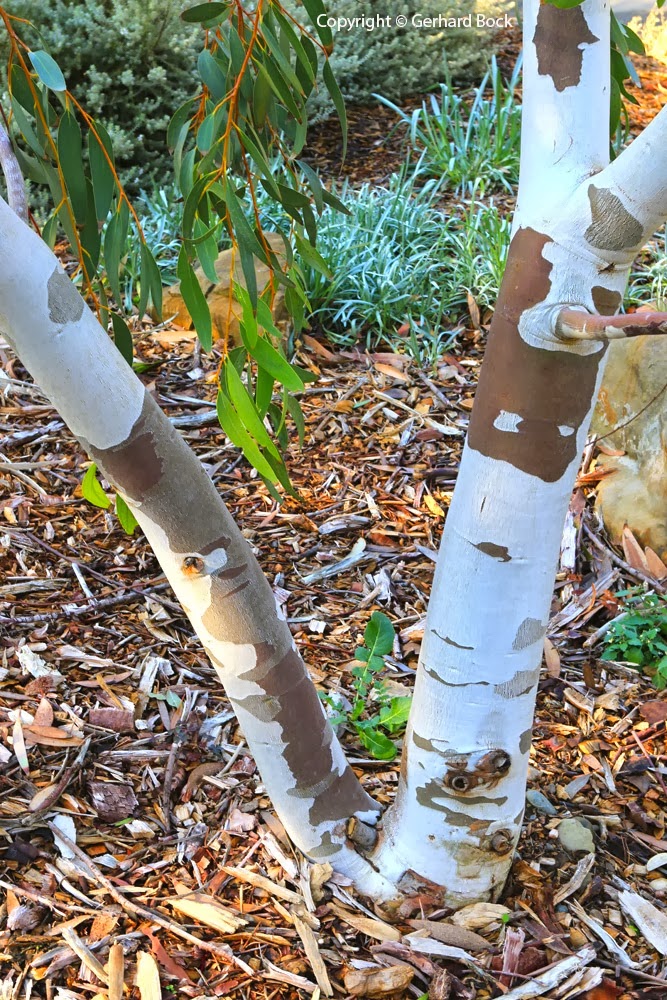 [131124_UCD_Arboretum_AustralianCollection_Eucalyptus-pauciflora_01%255B6%255D.jpg]