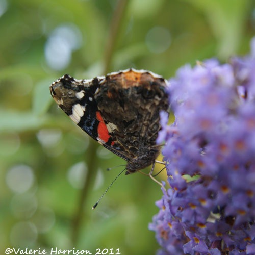 [red-admiral%2520%25282%2529%255B2%255D.jpg]