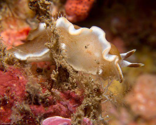 P5263602