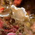 P5263602