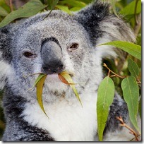 koala_ koala_