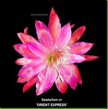 ORIENT EXPRESS Epiphyllum hybrid (In bloom close-up 8" average sized bloom) ORIENT EXPRESS Epiphyllum hybrid (In bloom close-up 8" average sized bloom)