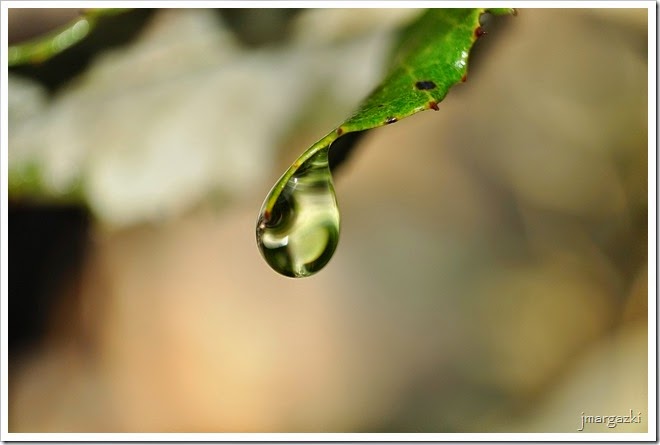 gota gota