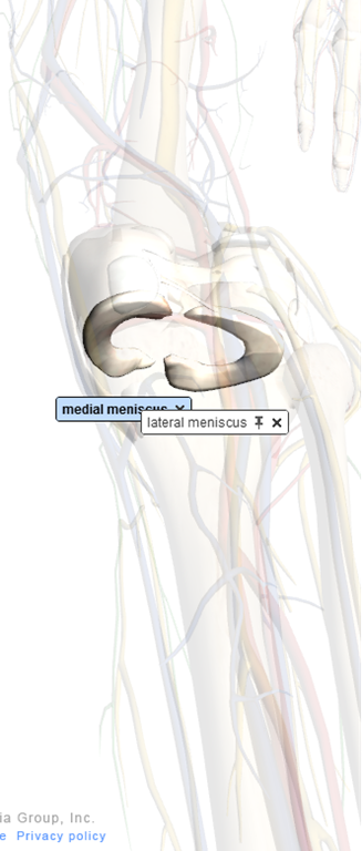 [meniscus%25202%255B6%255D.png]