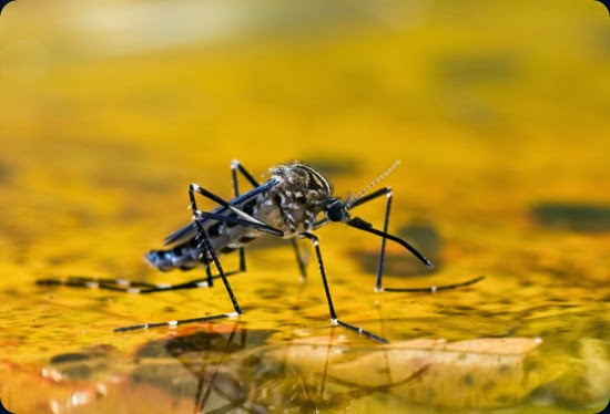 Mosquito on Water Mosquito on Water