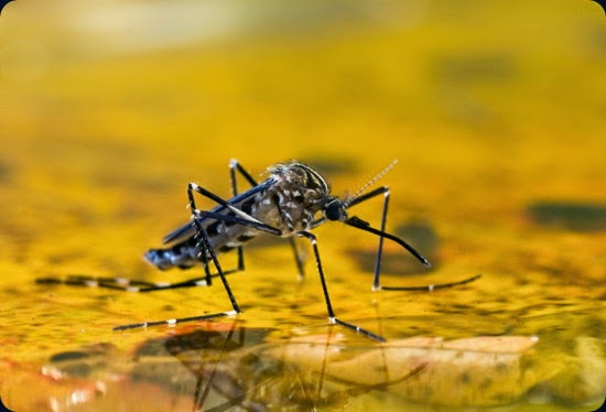 Mosquito on Water