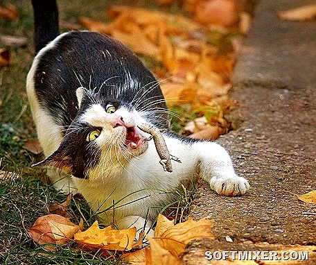 [2863355-R3L8T8D-650-1%5B13%5D.jpg]