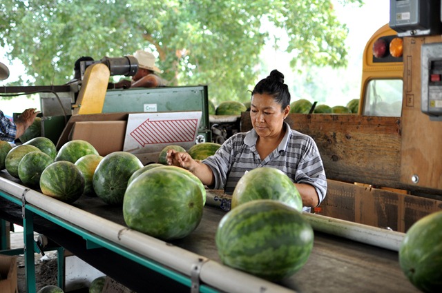 [watermelons%252011%25200705%2520%2528104%2529%255B4%255D.jpg]