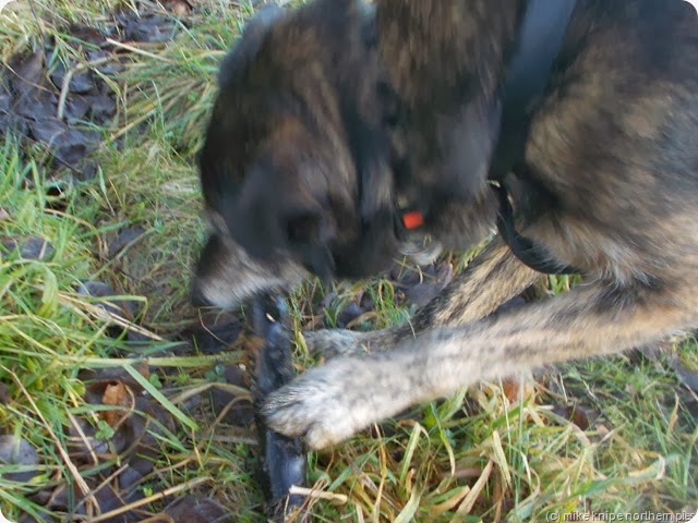 keel the stick (grrrr, nom grrr nmmm) keel the stick (grrrr, nom grrr nmmm)