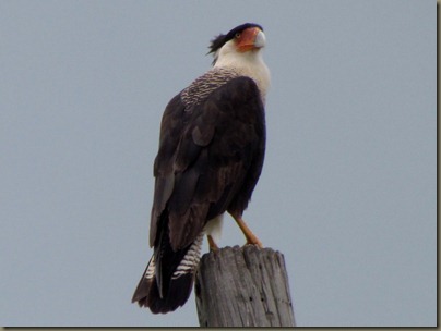 Crested Caracara