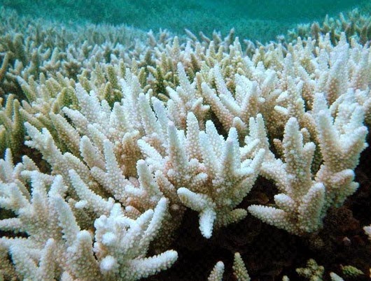 004 coral (2) 004 coral (2)