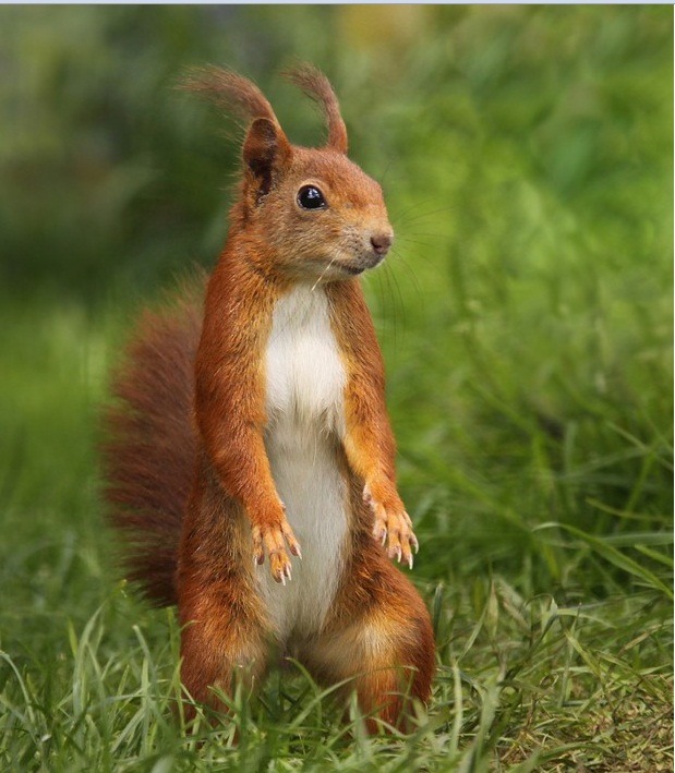 [Amazing%2520Animals%2520Pictures%2520Squirell%2520%252810%2529%255B4%255D.jpg]