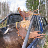 Elk