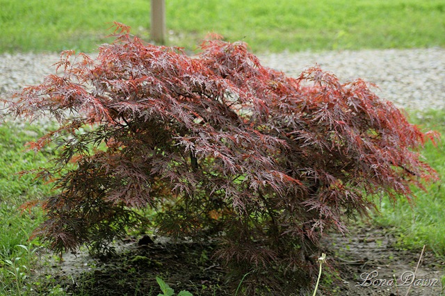 [DA_JapaneseMaple%255B9%255D.jpg]