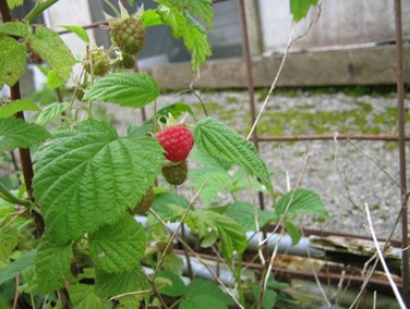 Raspberry22 11 10