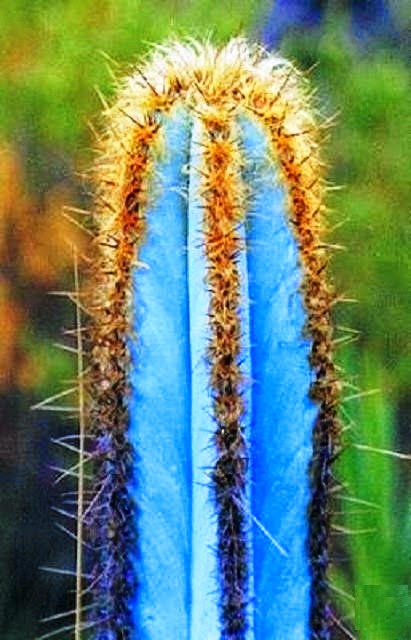 [Cacto%2520Azul%255B3%255D.jpg]