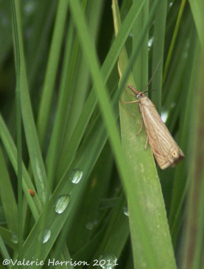 [5-Chrysoteuchia-culmella%255B2%255D.jpg]