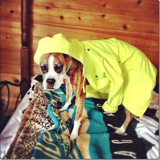 hurricane-sandy-dogs-6